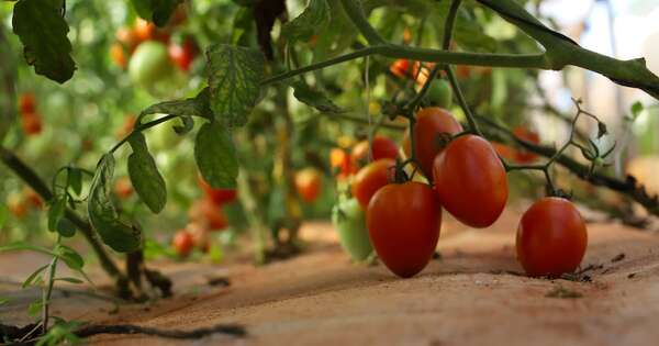 La Nación / Tomate paraguayo, un producto que busca ganar terreno con producción local a gran escala