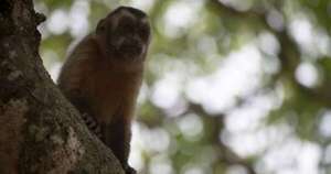 Diario HOY | Terror en Loma Pytá: mono suelto ataca a niño de 3 años mientras se cepillaba los dientes