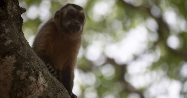 Diario HOY | Terror en Loma Pytá: mono suelto ataca a niño de 3 años mientras se cepillaba los dientes