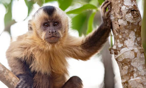Mono hiere gravemente a un niño dentro de su vivienda en Loma Pytá - OviedoPress