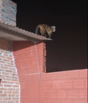 Mono suelto atacó a niño en su vivienda en Loma Pytã - trece