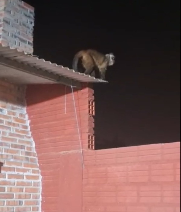 Mono suelto atacó a niño en su vivienda en Loma Pytã - trece