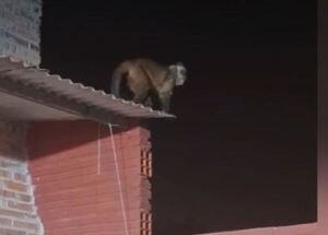 Mono atacó a un niño en Loma Pytã