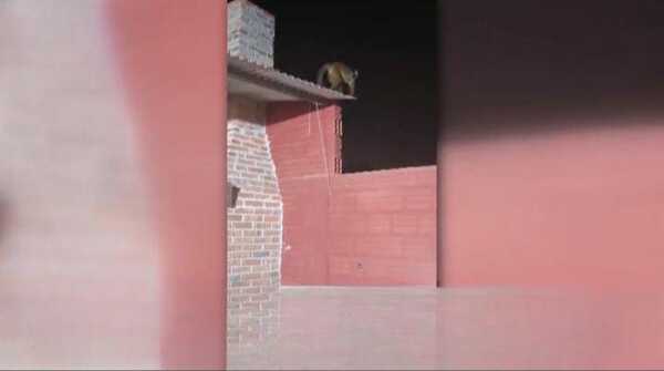 Popular / Nene fue mordido por un ka'i argel en su jyva