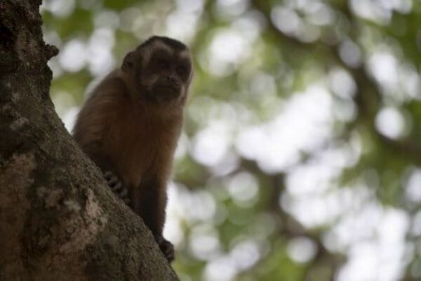 Terror en Loma Pytá: mono suelto ataca a niño de 3 años mientras se cepillaba los dientes
