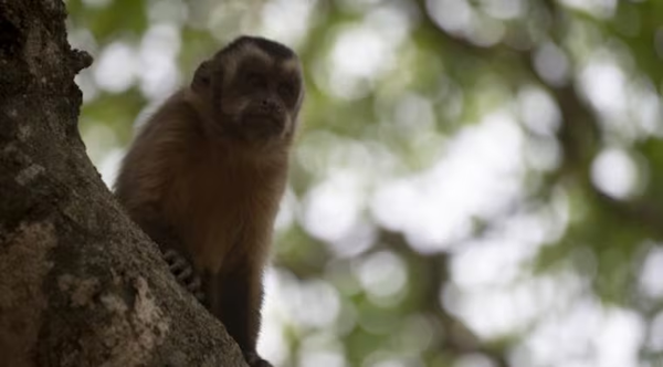 Mono suelto ataca a niño de 3 años mientras se cepillaba los dientes - Noticiero Paraguay