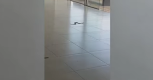 Invasión de víboras en IPS de Paraguarí