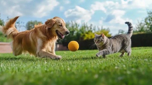 Paraguay reconoce a los animales como seres sintientes y endurece sanciones por maltrato - Noticiero Paraguay