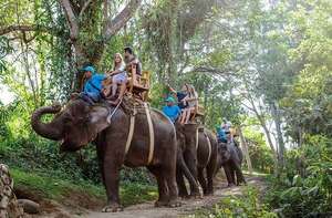 Indonesia, la primera nación en Asia que prohíbe por completo los paseos en elefantes - Mundo - ABC Color