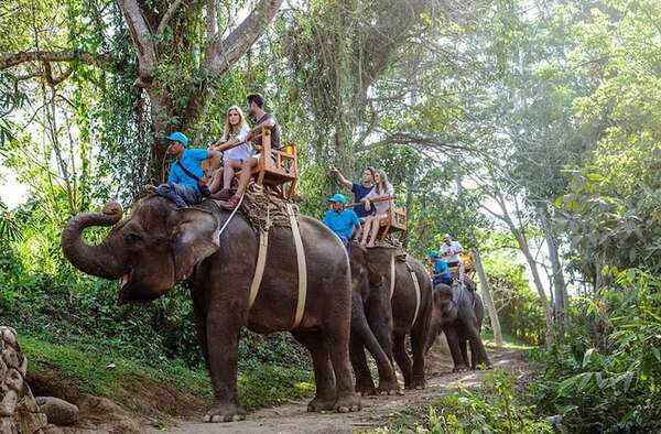 Indonesia, la primera nación en Asia que prohíbe por completo los paseos en elefantes - Mundo - ABC Color