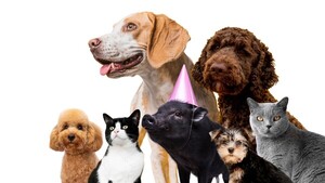 Histórico: Paraguay reconoce a los animales como seres sintientes