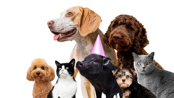 Histórico: Paraguay reconoce a los animales como seres sintientes