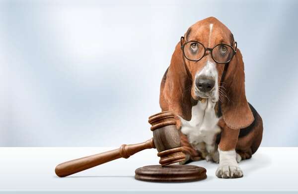 ¿Tu perro está juzgando tu incompetencia? La ciencia dice que sí… un poco - Mascotas - ABC Color