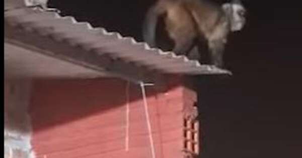 La Nación / Mono hirió gravemente a un niño de 3 años en una vivienda de Loma Pytá