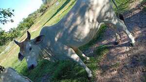 Triste: abigeos dejan sin vaca lechera a una abuela de 84 años