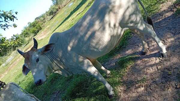Triste: abigeos dejan sin vaca lechera a una abuela de 84 años