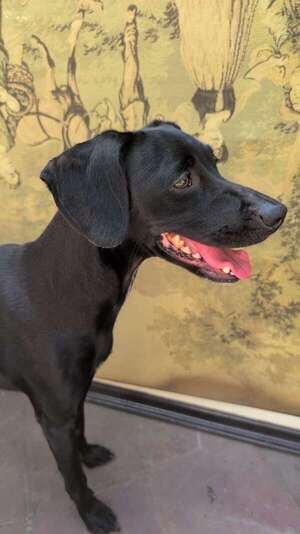 Bruna - Encontrá a tu mascota - ABC Color