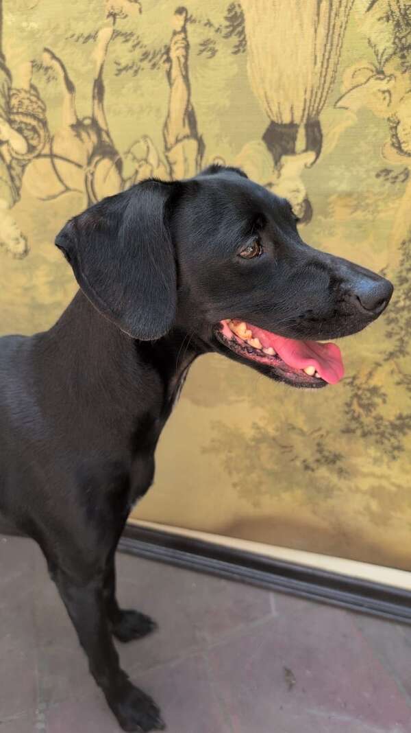 Bruna - Encontrá a tu mascota - ABC Color