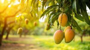 El renacimiento del mango: tres recetas internacionales que honran a “el rey de las frutas” - Gastronomía - ABC Color