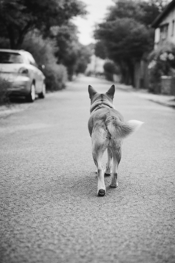 Aumentan los casos de mordeduras de perros en niños durante las vacaciones » San Lorenzo PY