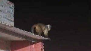 Niño de 3 años es herido por un mono que entró a su casa en Loma Pytã