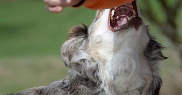 Diario HOY | Aumentan casos de mordeduras de perros en niños durante las vacaciones, alertan