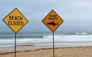 Niño de 12 años murió tras ser atacado por un tiburón en Sydney