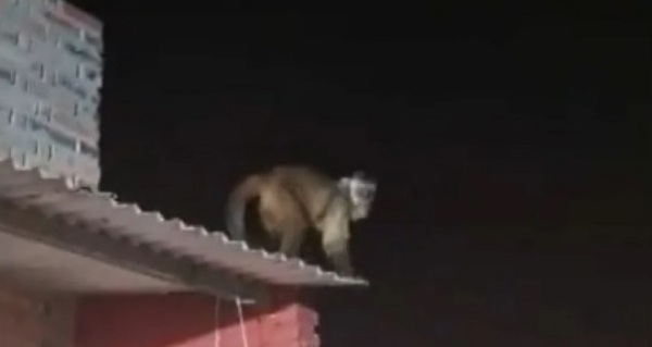 Mono hiere a un niño dentro de su casa en Loma Pytã