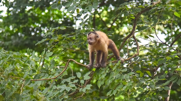 Mono que atacó a niño no sería del Botánico: ¿Cómo actuar ante la presencia del animal?