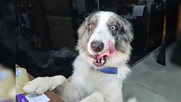 Felipe, el perro que tiene hasta GPS