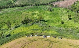 Erradican plantaciones ilegales de marihuana en PJC