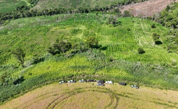 Erradican plantaciones ilegales de marihuana en PJC