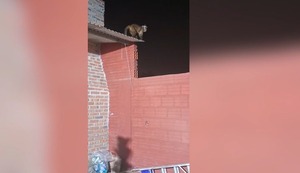 Un mono atacó a un niño de 3 años dentro de su vivienda