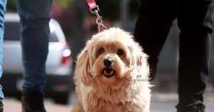 La Nación / Mediante ley, Paraguay declara a los animales como seres sintientes