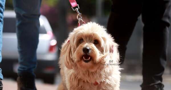 La Nación / Mediante ley, Paraguay declara a los animales como seres sintientes