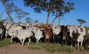 Investigan abigeato tras desaparición de más de 450 bovinos en Amambay - Policiales - ABC Color