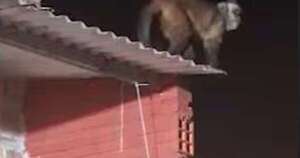 La Nación / Niño fue atacado por un mono