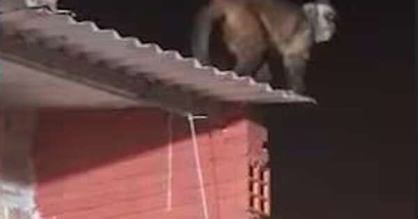 La Nación / Niño fue atacado por un mono