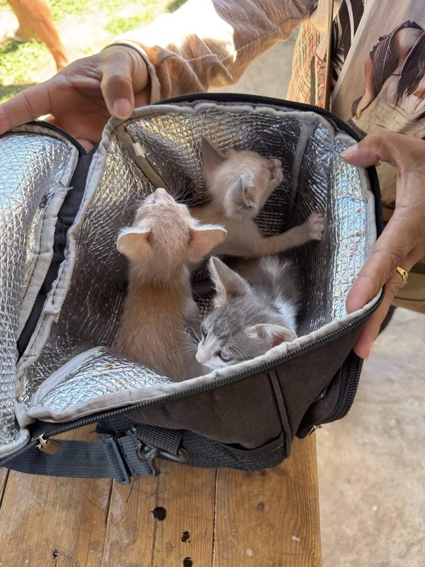 Ley 7513: Cárcel por maltrato animal en Paraguay 2026