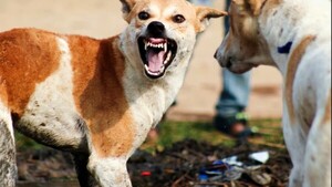 Suman niños mordidos por perros durante las vacaciones