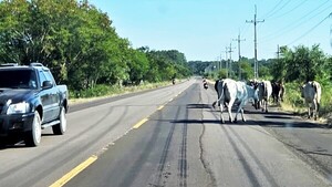 Animales sueltos en rutas, un flagelo en Concepción