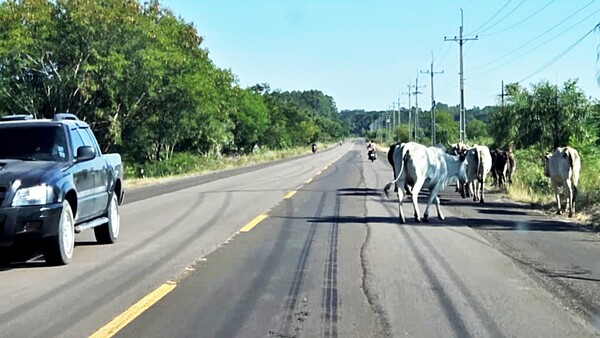 Animales sueltos en rutas, un flagelo en Concepción