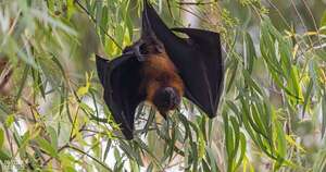 La Nación / India anunció la contención de dos casos del mortal virus Nipah