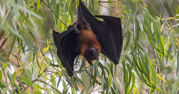 La Nación / India anunció la contención de dos casos del mortal virus Nipah