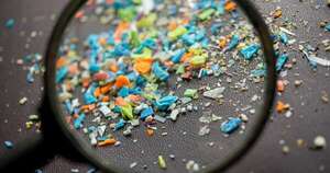 La Nación / ¿Cuántas micropartículas de plástico contiene el cuerpo?