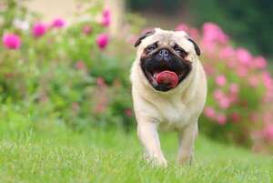 ¿El clima influye? Cómo las olas de calor están volviendo más irritables a nuestras mascotas - Mascotas - ABC Color