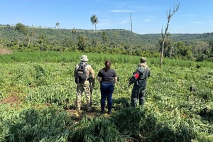 Operativo conjunto saca de circulación 39 toneladas de marihuana