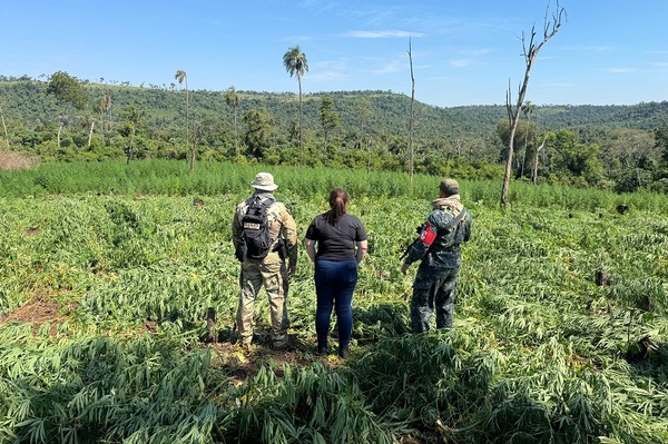 Operativo conjunto saca de circulación 39 toneladas de marihuana