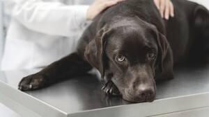Inédito lío por un perro entre un militar y su ex