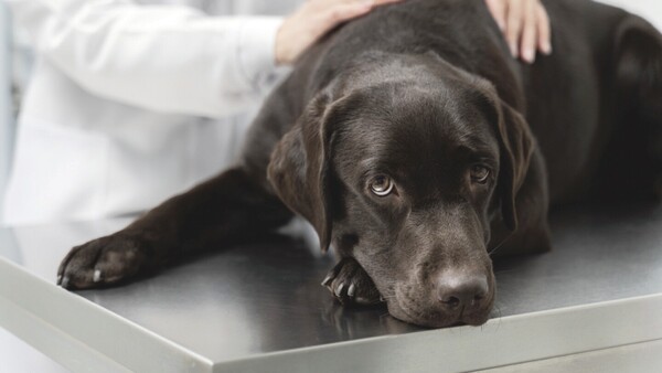 Inédito lío por un perro entre un militar y su ex